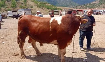 Salgın riski sona erdi: Amasya’da hayvan pazarları yeniden açıldı #amasya