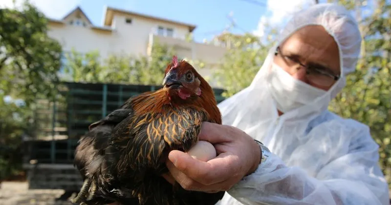 kocaeli ciftcisine 20 bin tavuk destegi son dakika haberler