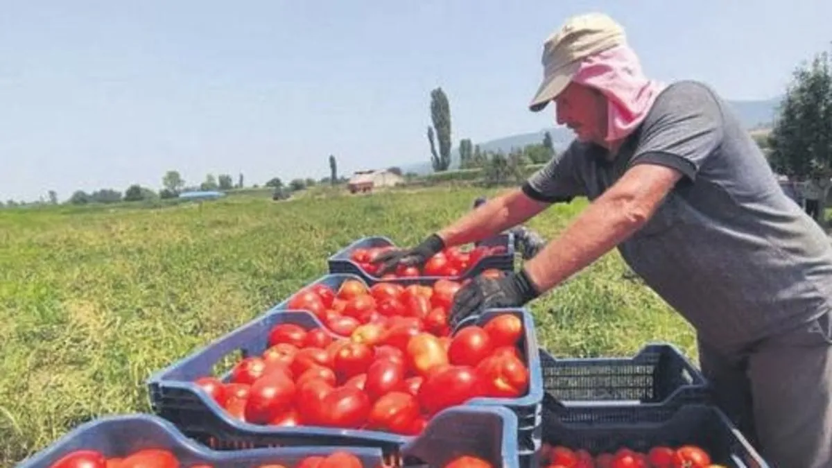 Domates ihracatçısına kur desteği