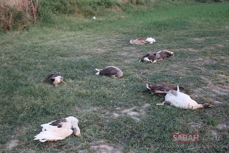 CHP'li başkan 40 kazı tüfekle vurdu! Şok iddia...