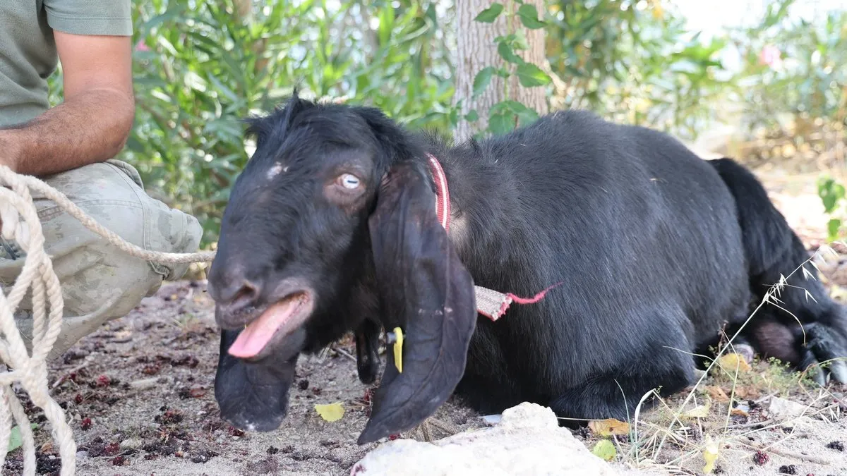 Kurbanlık keçi firar etti: 10 gün sonra böyle yakalandı! Kurbanlık keçi firar etti: 10 gün sonra böyle yakalandı!