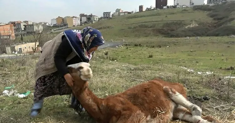 Arnavutköy’de sahipsiz yaralı atlara kadınlar sahip çıkıyor