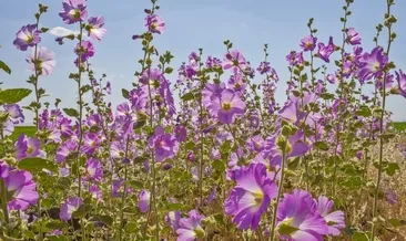 Diyarbakır’da hatmi çiçeği bolluğu
