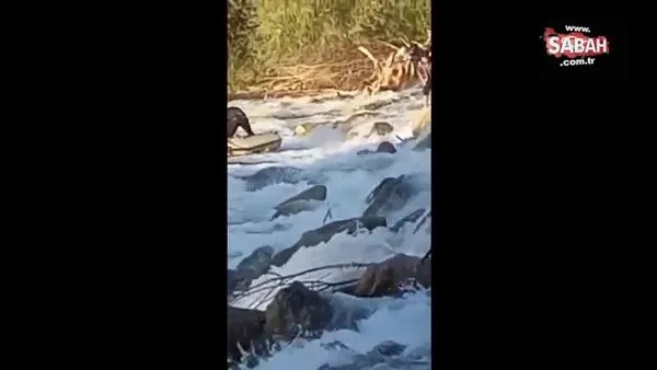 Sular yükselince nehrin ortasında mahsur kaldı | Video