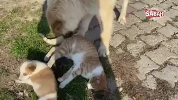 Kedi-köpek dostluğu görenleri şaşırtıyor | Video