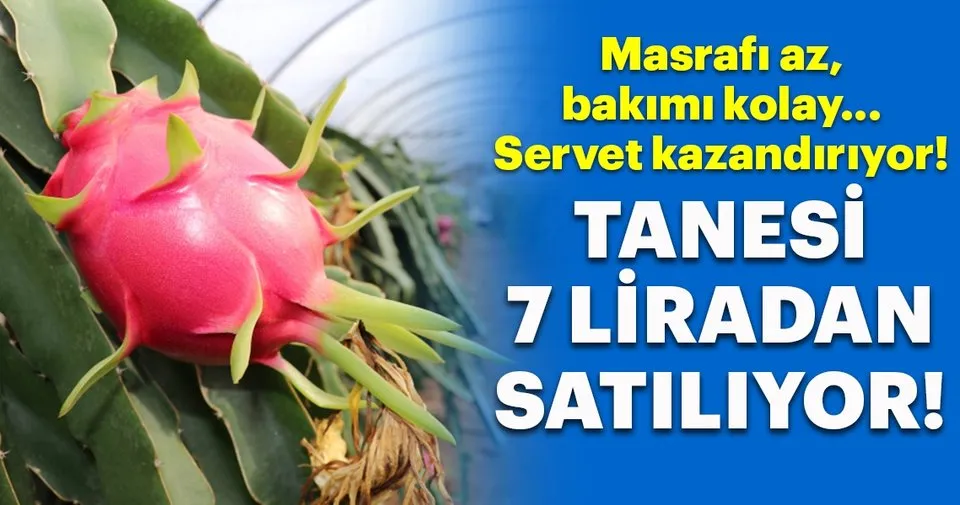 Servet Kazandiriyor Tanesi 7 Lira Ekonomi Haberleri