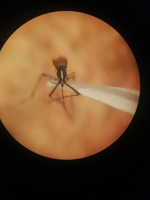 Son dakika: Asya Kaplan Sivrisineği İstanbul’da görüldü! Onlarca virüslü hastalık taşıyor...
