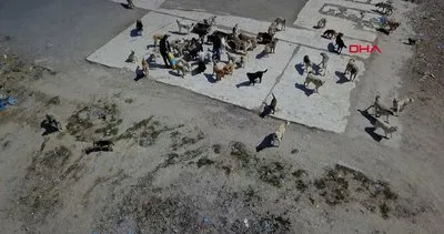 Çorum’da sokak köpekleri, resmi plakalı kamyonla çöplüğe bırakıldı