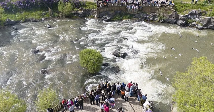 Balıkların göçünü 90 bin kişi izledi