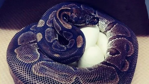 kiralanan evde dondurulmus onlarca fare