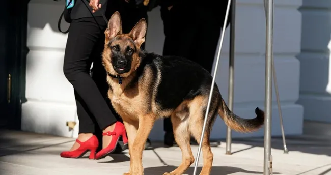 Biden’ın köpeği bir Gizli Servis personelini daha ısırdı Biden’ın köpeği bir Gizli Servis personelini daha ısırdı