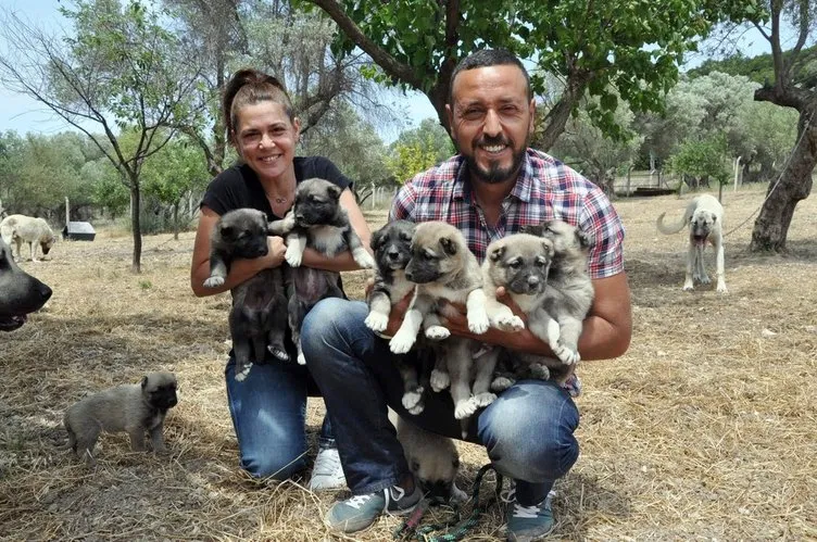 İstanbul’dan kaçıp köpek çiftliği kurdular!