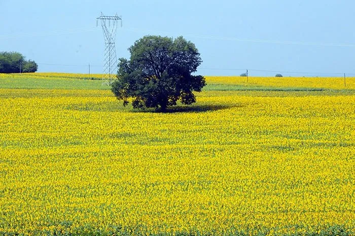 Osmaniye’de ayçiçeği ekimi yaygınlaşıyor