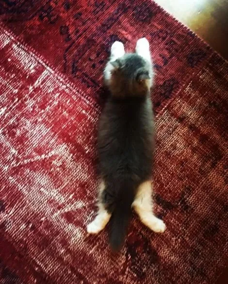 Ahmet Kural’ın kedisi obez oldu!