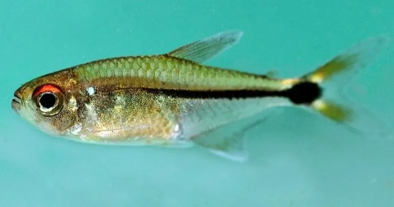 ruyada balik gormek nedir ne anlama