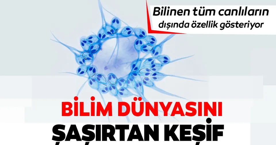 nefes almayan bir canli kesfedildi