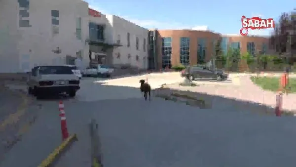 Hastane bahçesini birbirine katan koç firar etti | Video