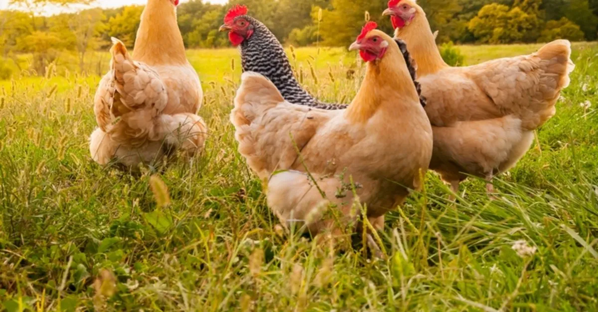 tavuk cinsleri ve cesitleri en cok yumurtlayan ve hastaliklara en dayanikli tavuk cinsi hangisi son dakika haberler