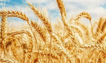 Hadi ipucu | Kaynatılıp kuruduktan ve kabuğu çıkarıldıktan sonra kırılan buğdaya ne denir? 2 Kasım 12.30