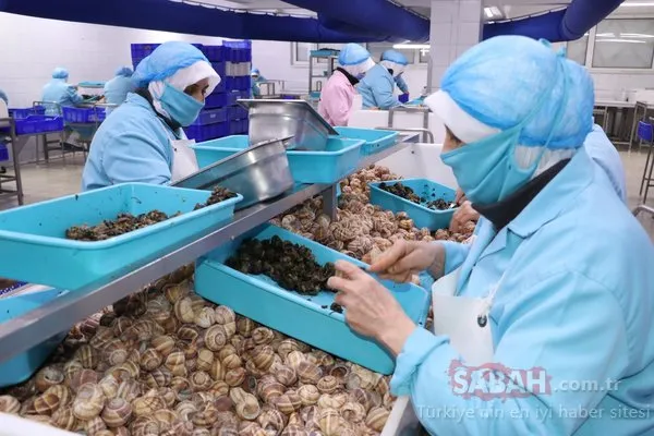 Bilecik'ten tüm dünyaya her yıl 700 ton salyangoz dolması