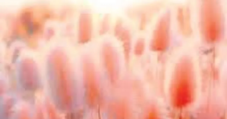 Yeni yılın rengi ‘şeftali tüyü’ olacak