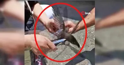 Balıkesir’de vatandaşlardan Kur’an-ı Kerim’de adı geçen ebabil kuşlarına operasyon | Video
