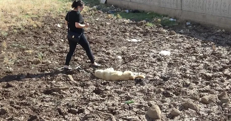 Diyarbakır’da bir köpek boynuna ip bağlanarak vahşice öldürüldü