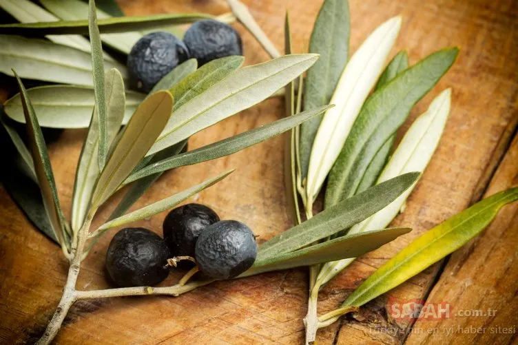 Zeytin yaprağı o sorunu beş günde bitiriyor!