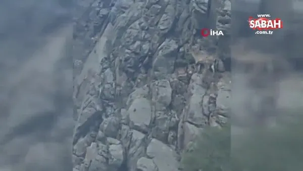 Nesli tükenme tehlikesi altındaki tırmanma uzmanı dağ keçileri böyle görüntülendi | Video