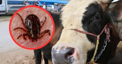 Kurbanlık alacaklar dikkat: Kene kabusu hortladı uzman isim uyardı!