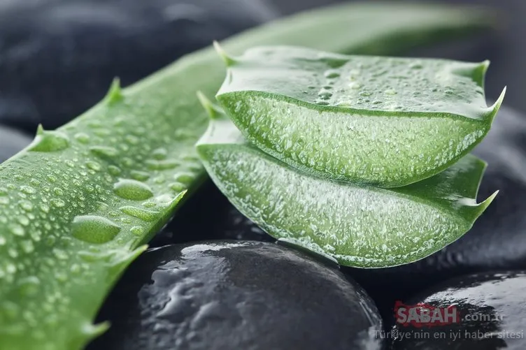 Aloe vera nedir? Aloe veranın faydaları nelerdir?