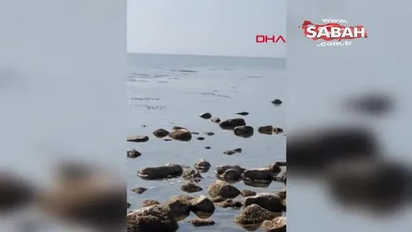 Saros Körfezi'nde deniz suyu metrelerce çekildi | Video