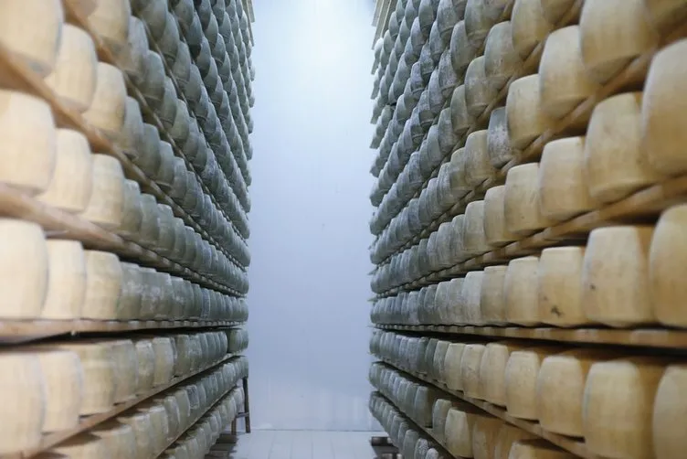 Avrupa’nın ünlü peynirleri Antalya’da üretiliyor