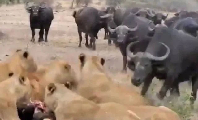 Bufaloların aslanlardan sıradışı intikamı