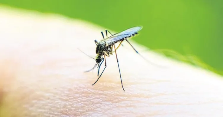 Sivrisineklerin başına ödül kondu