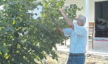 Emekli öğretmen Mustafa Cirit Kahramanmaraş’ta ‘fındık’ yetiştirdi