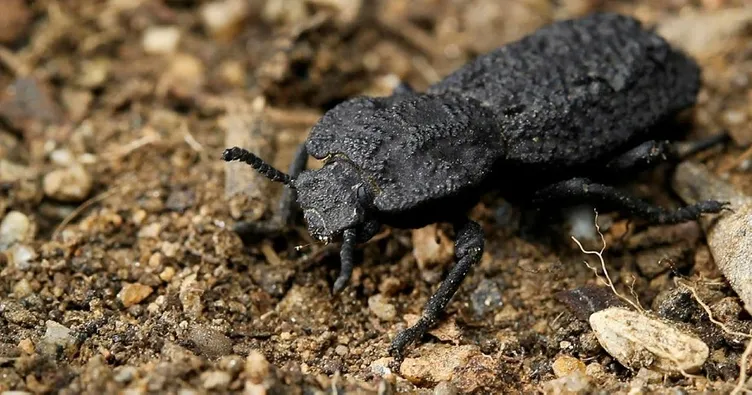 En sağlam zırh bu böcekte