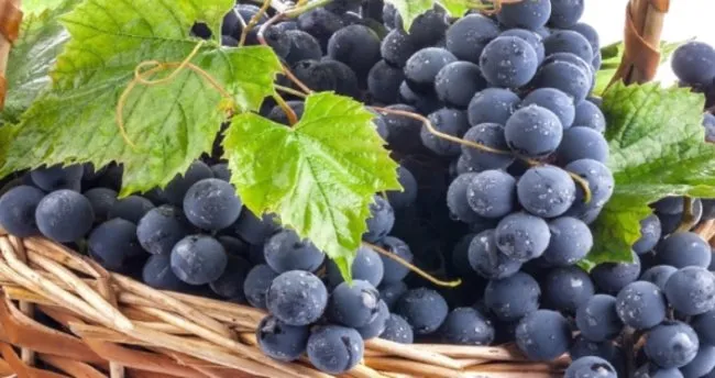 Uzumun Faydalari Nelerdir Ne Ise Yarar Uzumun Kalorisi Ve Besin Degeri Nedir Saglik Haberleri