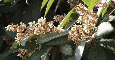 Mersin’de çiçek açan yenidünya ağaçları görsel şölen oluşturdu | Video