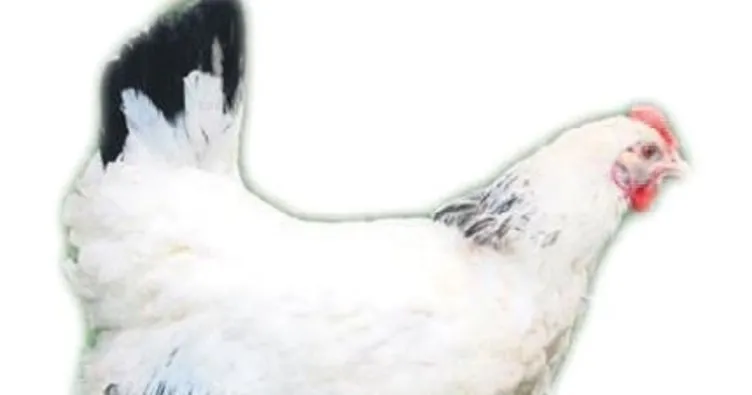 Uludağ Üniversitesi organik tavuk ve yumurta üretecek