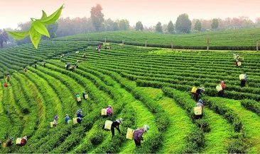Çay Ağacı Faydaları –Çay Ağacının Faydaları Nelerdir, Ne İşe Yarar ve Hangi Hastalıklara İyi Gelir?