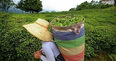 Çaykur çay destekleme ödeme takvimi belli oldu: Bakan Yumaklı açıkladı! Kasım 2023 Çaykur çay destekleme ödemeleri ne zaman yatacak?