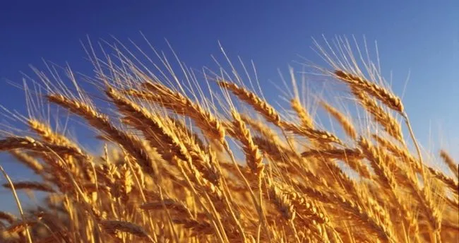 Kazakistan, ilk kez Vietnam’a buğday ihraç ediyor