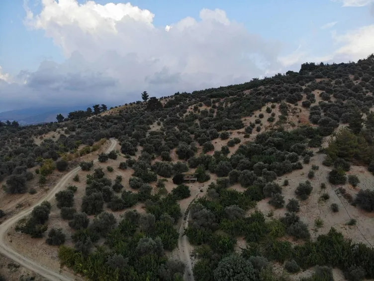 Kilosu 70 TL: Günlük 1000 lira kazanıyorlar!