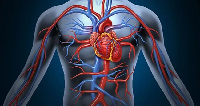 Damar Sertligi Nedir Belirtileri Riskleri Ve Tedavi Yontemleri Nelerdir Saglik Haberleri