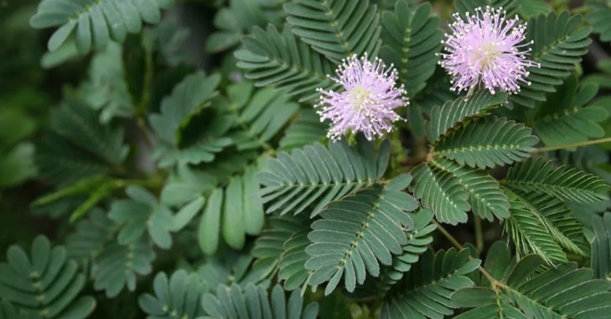 kustum cicegi hikayesi bakimi ve