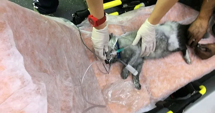 Alevlerin Icinde Kalan Kediyi Kalp Masaji Hayata Dondurdu Sayfa 4 En Son Haber