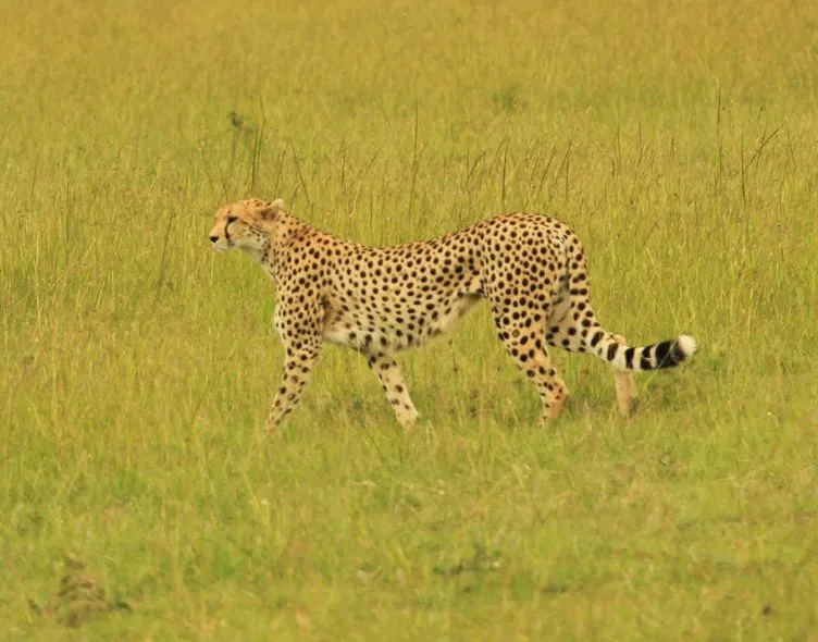 Safariden çok özel fotoğraflar