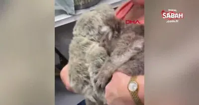 Öksüz koala, oyuncak ayıyı annesi zannetti | Video