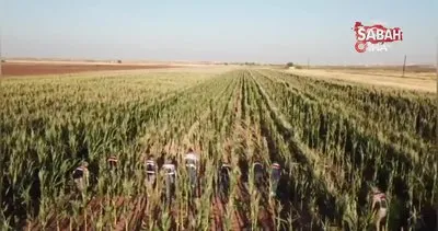 Sınırdaki mısır tarlasında 160 bin kök kenevir bitkisi bulundu | Video